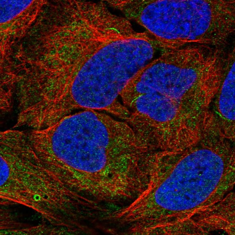 Anti-AGPAT1 Antibody