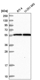 Anti-MSL2 Antibody