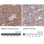 Anti-MRPS9 Antibody