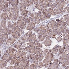 Immunohistochemical staining of human pancreas shows low expression as expected.