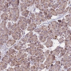 Immunohistochemical staining of human pancreas shows low expression as expected.