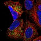 Immunofluorescent staining of human cell line HEK 293 shows localization to mitochondria.