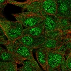 Immunofluorescent staining of human cell line Hep G2 shows localization to nucleoplasm & cytosol.