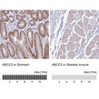 Anti-ABCC3 Antibody