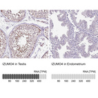 Anti-IZUMO4 Antibody