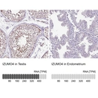 Anti-IZUMO4 Antibody