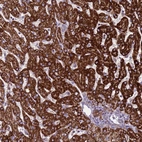 Immunohistochemical staining of human liver shows strong positivity in mitochondria in hepatocytes.