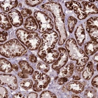 Immunohistochemical staining of human kidney shows moderate to strong positivity in mitochondria in cells in tubules.