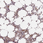 Anti-TMEM55B Antibody