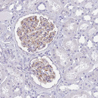 Immunohistochemical staining of human kidney shows weak to moderate cytoplasmic positivity in cells in glomeruli.
