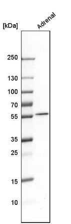 Western blot analysis in human adrenal gland tissue.