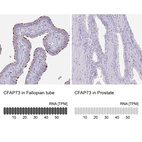 Anti-CFAP73 Antibody