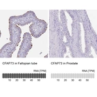 Anti-CFAP73 Antibody