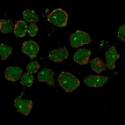 Immunofluorescent staining of human cell line REH shows localization to nucleus, nucleoli fibrillar center & vesicles.