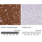 Anti-PVALB Antibody