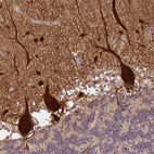 Immunohistochemical staining of human cerebellum shows strong positivity in Purkinje cells.
