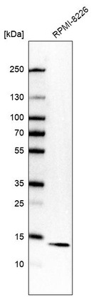 Western blot analysis in human cell line RPMI-8226.