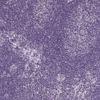 Immunohistochemical staining of human lymph node shows low expression as expected.
