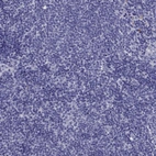 Immunohistochemical staining of human lymph node shows no positivity in non-germinal center cells as expected.