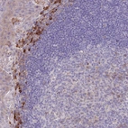 Anti-SUSD1 Antibody