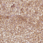 Immunohistochemical staining of human adrenal gland shows strong membranous positivity in glandular cells.