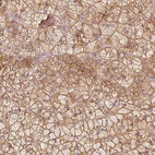 Immunohistochemical staining of human adrenal gland shows strong membranous positivity in glandular cells.