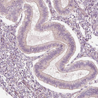 Immunohistochemical staining of human endometrium shows no membranous positivity in glandular cells as expected.