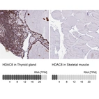 Anti-HDAC8 Antibody