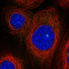 Immunofluorescent staining of human cell line A-431 shows localization to centrosome.