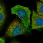 Immunofluorescent staining of human cell line A549 shows localization to nucleoli & cytosol.