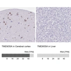 Anti-TMEM35A Antibody