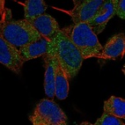 Immunofluorescent staining of human cell line SH-SY5Y shows localization to vesicles.