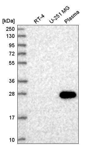 Anti-HSF4 Antibody