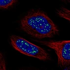 Immunofluorescent staining of human cell line U-2 OS shows localization to nuclear speckles.
