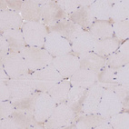 Immunohistochemical staining of human skeletal muscle shows very weak positivity in myocytes as expected.
