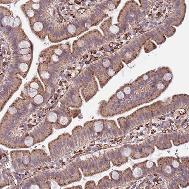Anti-GAS2L3 Antibody