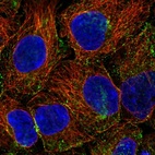 Immunofluorescent staining of human cell line HEK 293 shows localization to vesicles.