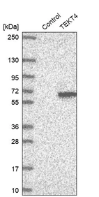 Western blot analysis in control (vector only transfected HEK293T lysate) and TEKT4 over-expression lysate (Co-expressed with a C-terminal myc-DDK tag (~3.1 kDa) in mammalian HEK293T cells, LY408173).