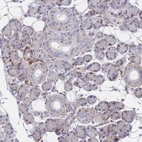 Immunohistochemical staining of human salivary gland shows moderate membranous positivity in glandular cells.