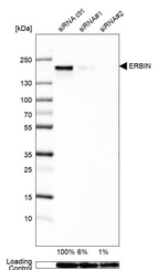 Anti-ERBIN Antibody