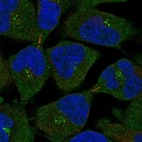 Anti-MS4A12 Antibody