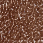 Anti-MAT1A Antibody