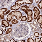 Immunohistochemical staining of human kidney shows high expression.