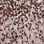 Anti-DENND2D Antibody