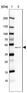 Anti-AAR2 Antibody