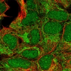 Immunofluorescent staining of human cell line HEK 293 shows localization to nucleus & mitochondria.