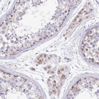 Anti-C19orf71 Antibody