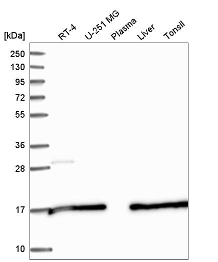 Anti-SAP30L Antibody