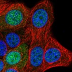 Immunofluorescent staining of human cell line MCF7 shows localization to nucleus & nucleoli.