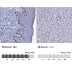 Anti-MLANA Antibody